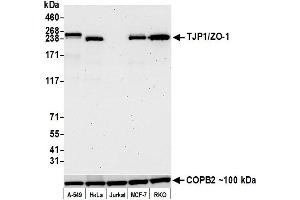 Western Blotting (WB) image for anti-Tight Junction Protein 1 (TJP1) (AA 650-700) antibody (ABIN7453989)