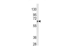 Western blot analysis of CYP3A5 Antibody (Center) (ABIN652394 and ABIN2841919) in 293 cell line lysates (35 μg/lane). (CYP3A5 Antikörper  (AA 186-218))