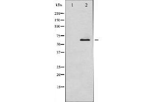 Western blot analysis of Smad1 expression in EGF treated COS7 whole cell lysates,The lane on the left is treated with the antigen-specific peptide. (SMAD1 Antikörper)