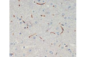 Immunohistochemistry of paraffin-embedded Mouse spinal cord using THBS1 Polyclonal Antibody at dilution of 1:200 (40x lens). (Thrombospondin 1 Antikörper)