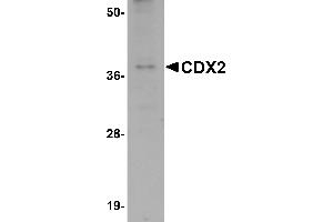 Western Blotting (WB) image for anti-Caudal Type Homeobox 2 (CDX2) (C-Term) antibody (ABIN1030331) (CDX2 Antikörper  (C-Term))