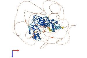JARID2 Protein (AA 1-1234) (His tag)