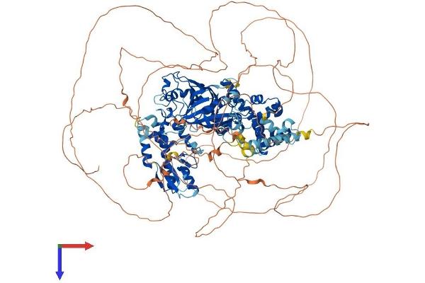 JARID2 Protein (AA 1-1234) (His tag)