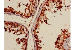 Immunohistochemistry of paraffin-embedded human testis tissue using ABIN7150251 at dilution of 1:100