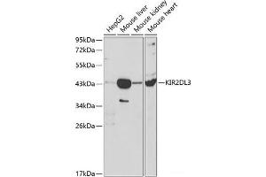 Western blot analysis of extracts of various cell lines using KIR2DL3 Polyclonal Antibody at dilution of 1:1000. (KIR2DL3 Antikörper)