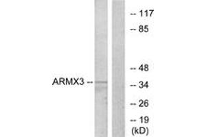 Western Blotting (WB) image for anti-Armadillo Repeat Containing, X-Linked 3 (ARMCX3) (AA 291-340) antibody (ABIN6766206) (ARMCX3 Antikörper  (AA 291-340))