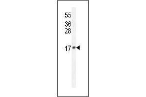 LCN10 Antibody (Center) (ABIN654544 and ABIN2844258) western blot analysis in mouse Neuro-2a cell line lysates (35 μg/lane). (LCN10 Antikörper  (AA 94-123))