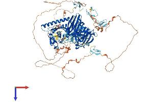 Calpain 15/SOLH Protein (AA 1-1095) (His tag)