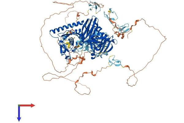 Calpain 15/SOLH Protein (AA 1-1095) (His tag)
