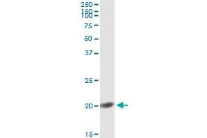 FGF1 (Human) IP-WB Antibody Pair