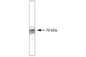 Image no. 1 for anti-beta-Transducin Repeat Containing (BTRC) antibody (ABIN204836) (BTRC Antikörper)
