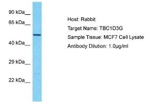Host: Rabbit Target Name: TBC1D3G Sample Type: MCF7 Whole Cell lysates Antibody Dilution: 1. (TBC1D3G Antikörper  (Middle Region))