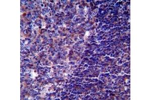 Immunohistochemistry (IHC) image for anti-CD5 (CD5) (AA 203-232) antibody (ABIN3028552)