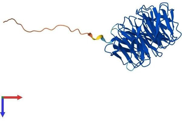 WDR5B Protein (AA 1-330) (His tag)