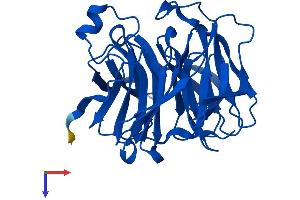 Regucalcin Protein (RGN) (AA 1-299) (His tag)