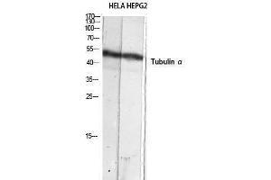 Western Blotting (WB) image for anti-alpha Tubulin (TUBA1) (C-Term) antibody (ABIN3180375) (alpha Tubulin Antikörper  (C-Term))