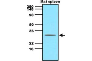 Western blot analysis of tissue lysate of rat spleen (60 ug) was resolved by SDS - PAGE , transferred to NC membrane and probed with TNFSF13B monoclonal antibody , clone H4 - C7 (1 : 500) . (BAFF Antikörper  (AA 134-285))