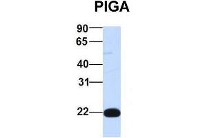 Host:  Rabbit  Target Name:  PIGA  Sample Type:  Human 293T  Antibody Dilution:  1. (PIGA Antikörper  (Middle Region))