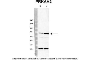 Sample Type: rat hepatocyte (50ug)Priamry Dilution: 1:4000Secondary Antibody: Donkey anti-Rabbit HRPSecondary Dilution: 1:10,000Image Submitted By: Dustin Singer,INRA/AgroParistech (PRKAA2 Antikörper  (Middle Region))