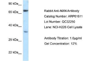 Western Blotting (WB) image for anti-Nucleoredoxin (NXN) (N-Term) antibody (ABIN2788851)