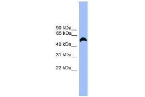 WB Suggested Anti-MARCO  Antibody Titration: 0. (MARCO Antikörper  (C-Term))