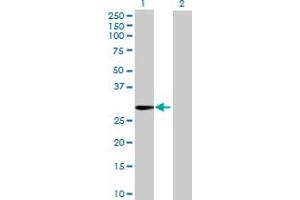 Western Blot analysis of TTYH1 expression in transfected 293T cell line by TTYH1 MaxPab polyclonal antibody. (TTYH1 Antikörper  (AA 1-239))
