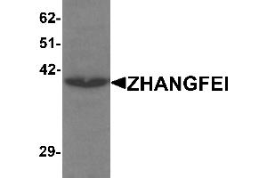 Western blot analysis of ZHANGFEI in K562 cell lysate with ZHANGFEI antibody at 1 µg/mL.