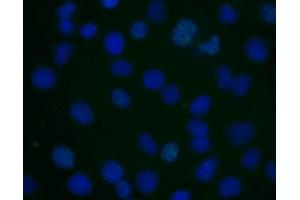 Immunofluorescent staining of human cell line. (H2AFX Antikörper  (pSer139))