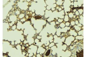 ABIN6277517 at 1/100 staining Mouse lung tissue by IHC-P. (PDZK1 Antikörper  (C-Term))