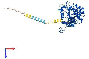 EXTL2 Protein (AA 1-330) (His tag)