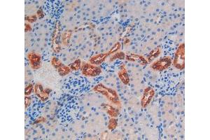 IHC-P analysis of kidney tissue, with DAB staining. (Kallikrein 6 Antikörper  (AA 19-261))