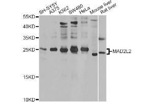 Western blot analysis of extracts of various cell lines, using MAD2L2 antibody. (MAD2L2 Antikörper)