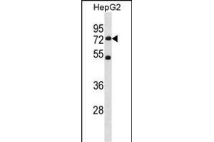 SETD3 Antibody (C-term) (ABIN1881794 and ABIN2838755) western blot analysis in HepG2 cell line lysates (35 μg/lane).
