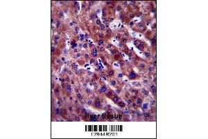 PON1 Antibody immunohistochemistry analysis in formalin fixed and paraffin embedded human liver tissue followed by peroxidase conjugation of the secondary antibody and DAB staining. (PON1 Antikörper  (AA 118-145))
