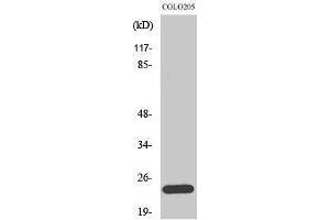 Western Blotting (WB) image for anti-BCL2-Like 2 (BCL2L2) (C-Term) antibody (ABIN3174016) (BCL2L2 Antikörper  (C-Term))