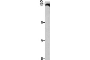 Western Blotting (WB) image for anti-Dishevelled Associated Activator of Morphogenesis 1 (DAAM1) antibody (ABIN2434528) (DAAM1 Antikörper)