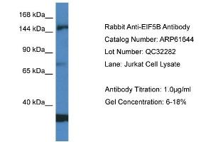 Western Blotting (WB) image for anti-Eukaryotic Translation Initiation Factor 5B (EIF5B) (Middle Region) antibody (ABIN2788862) (EIF5B Antikörper  (Middle Region))