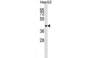 Western Blotting (WB) image for anti-Microspherule Protein 1 (MCRS1) antibody (ABIN2999051) (MCRS1 Antikörper)