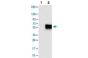 Western blot analysis of Lane 1: Negative control (vector only transfected HEK293T lysate), Lane 2: Over-expression Lysate (Co-expressed with a C-terminal myc-DDK tag (~3. (TACSTD2 Antikörper)