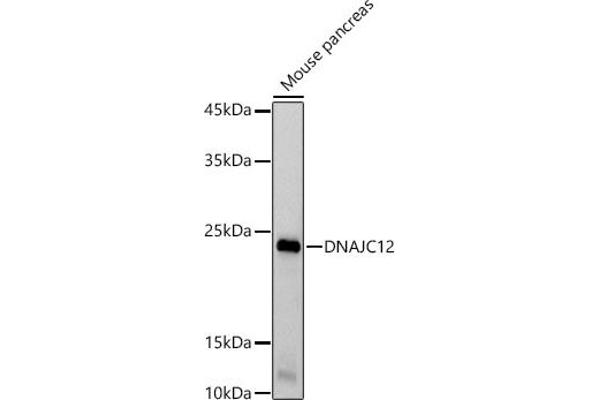 DNAJC12 Antikörper