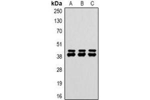 Western blot analysis of DUSP6 expression in HepG2 (A), NIH3T3 (B), rat heart (C) whole cell lysates. (DUSP6 Antikörper)