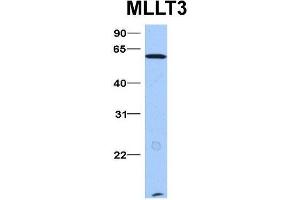 Host:  Rabbit  Target Name:  MLLT3  Sample Type:  Hela  Antibody Dilution:  1. (AF9 Antikörper  (N-Term))