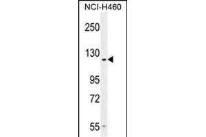 GP Antibody (Center) (ABIN654524 and ABIN2844246) western blot analysis in NCI- cell line lysates (35 μg/lane). (GPR144 Antikörper  (AA 342-370))