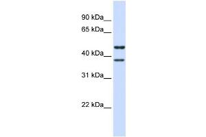 WB Suggested Anti-TMEM135 Antibody Titration:  0.