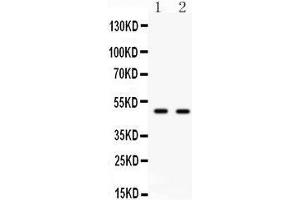 Anti- E2F3 antibody, Western blotting All lanes: Anti E2F3  at 0. (E2F3 Antikörper  (C-Term))