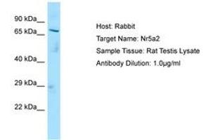 Image no. 1 for anti-Nuclear Receptor Subfamily 5, Group A, Member 2 (NR5A2) (C-Term) antibody (ABIN6749846) (NR5A2 + LRH1 Antikörper  (C-Term))