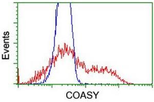 Image no. 4 for anti-CoA Synthase (COASY) antibody (ABIN1497556) (COASY Antikörper)