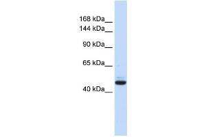 Western Blotting (WB) image for anti-Growth Regulation By Estrogen in Breast Cancer 1 (GREB1) antibody (ABIN2458363)