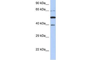 WB Suggested Anti-PNMA3 Antibody Titration: 0. (PNMA3 Antikörper  (N-Term))