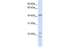 C16ORF48 antibody used at 1 ug/ml to detect target protein. (ENKD1 Antikörper  (C-Term))